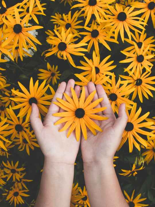 person holding yellow black eyed susan flowers in bloom