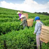 unrecognizable people collecting tea in field