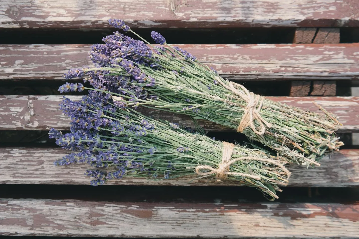 bundles of lavender - the science behind essential oils