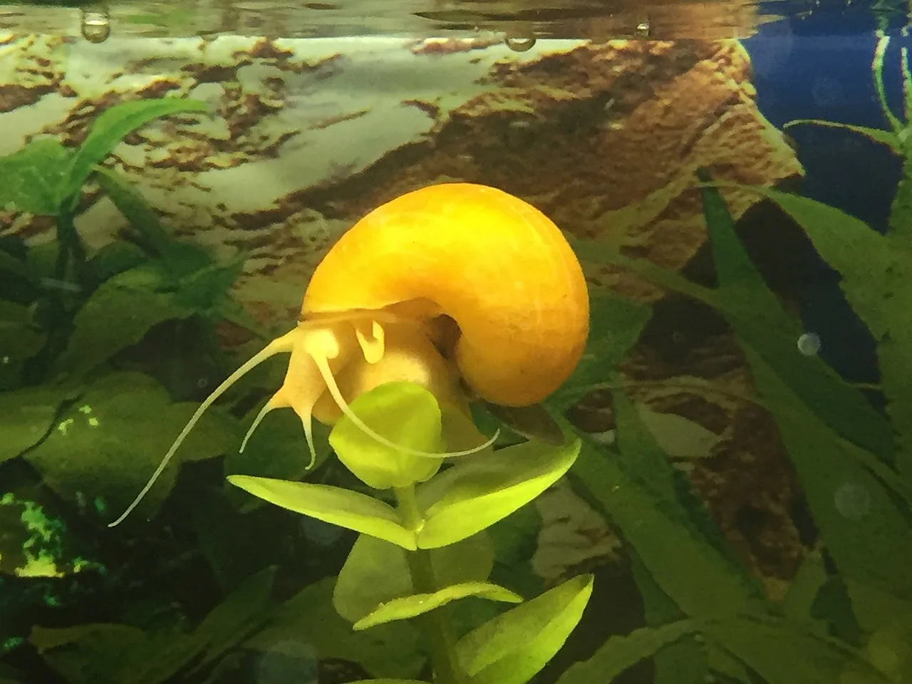 yellow apple snail in water - florida snail kite sermon for easter